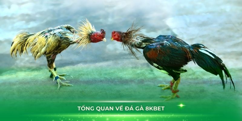 Đa dạng hình thức đá gà 8kbet cho bạn lựa chọn